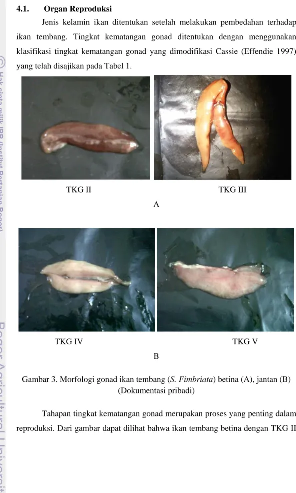 Gambar 3. Morfologi gonad ikan tembang (S. Fimbriata) betina (A), jantan (B)  (Dokumentasi pribadi) 