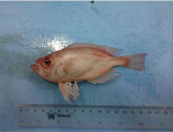 Gambar 1. Ikan Swanggi (Priacanthus tayenus, Richardson 1846)  Ikan  swanggi  (Priacanthus  tayenus)  atau  yang  dikenal  dengan  nama  bigeye  bullseye  merupakan  salah  satu  sumberdaya  perikanan  yang  memiliki  potensi  besar  dalam  mendukung  peme