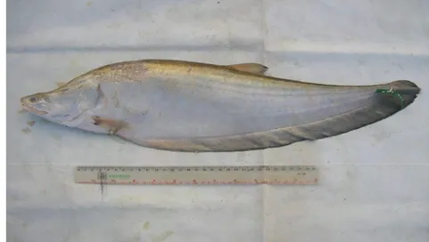 Gambar 1. Ikan Belida (Chitala lopis) (Dokumentasi Pribadi)