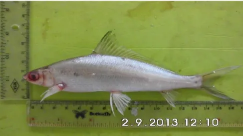 Gambar 2. Ikan Lumo (Labiobarbus ocellatus) (Sumber: dokumen pribadi) 