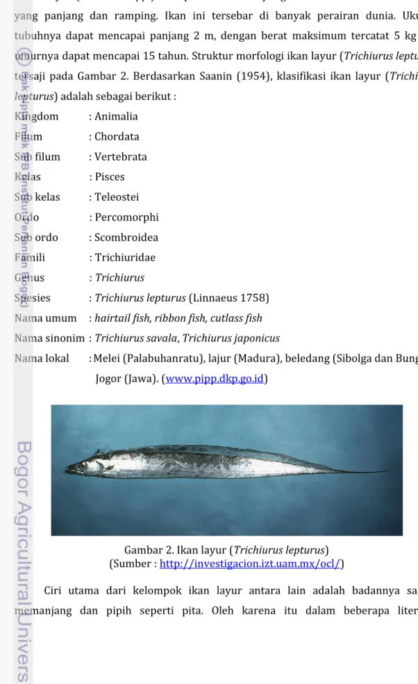 Gambar 2. Ikan layur (Trichiurus lepturus)  (Sumber : http://investigacion.izt.uam.mx/ocl/) 