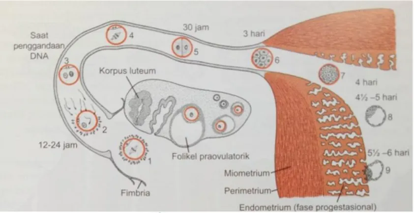 Gambar 3.1 Proses yang terjadi selama minggu pertama.  (Embriologi, Langman’s, 2013). 