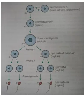 Gambar 3.2 Pembentukan sel spermatozoa.  (Samuel Webster Embriology at a Glance, 2017)