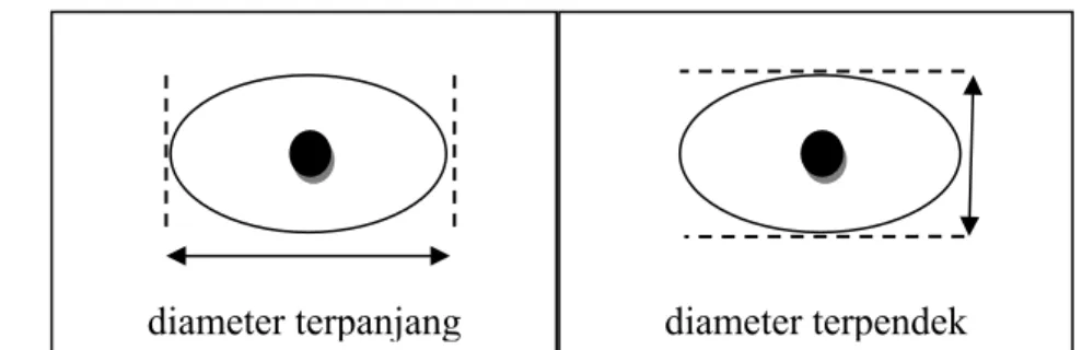 Gambar 8. Pengukuran diameter terpanjang dan diameter terpendek oosit 