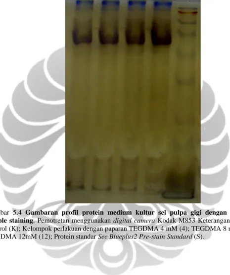 Gambar 5.4 Gambaran profil protein medium kultur sel pulpa gigi dengan pewarnaan  double staining