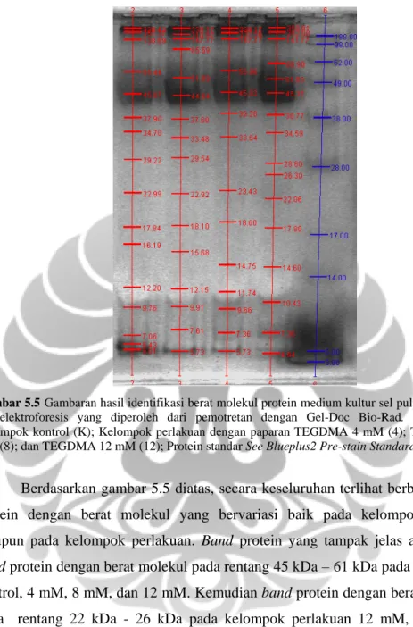 Gambar 5.5 Gambaran hasil identifikasi berat molekul protein medium kultur sel pulpa gigi pada  gel elektroforesis yang diperoleh dari pemotretan dengan Gel-Doc Bio-Rad
