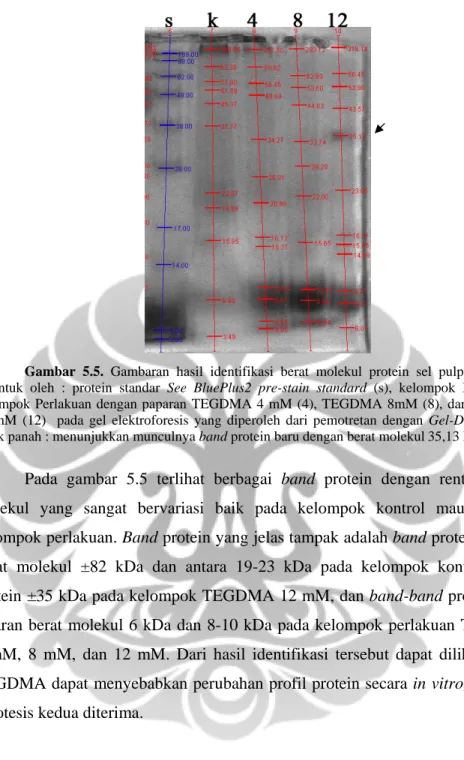Gambar 5.5. Gambaran hasil identifikasi berat molekul protein sel pulpa gigi yang  dibentuk oleh : protein standar See BluePlus2 pre-stain standard (s),  kelompok Kontrol (k),  kelompok Perlakuan dengan paparan TEGDMA 4 mM (4), TEGDMA 8mM (8), dan TEGDMA  