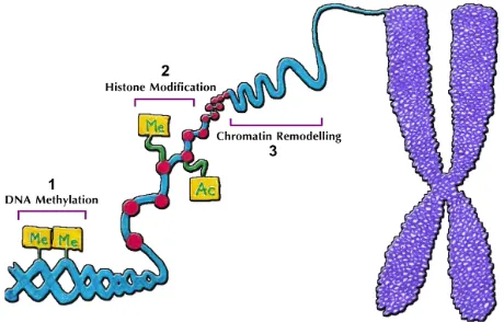 Figure 1.  Epigenetic mechanism namely 1) DNA methyla-tion; 2) histone modification; 3) chromatin remodelling