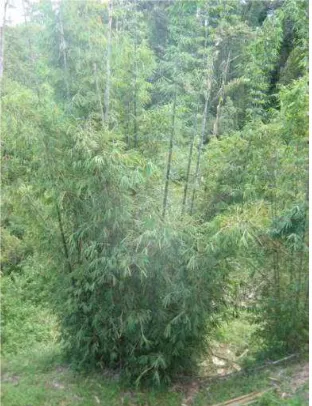 Gambar 3. Bambu Andong 