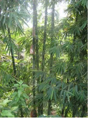 Gambar 4. Bambu Apus 