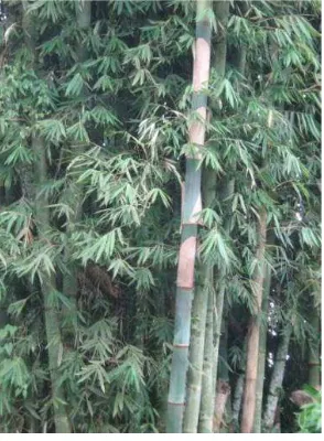 Gambar 5. Bambu Betung 