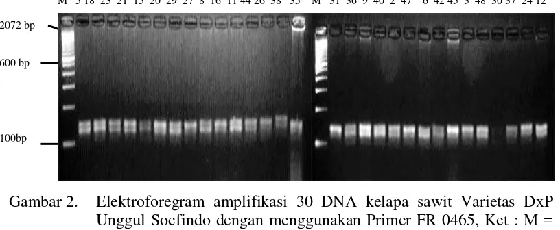 Gambar 2. Elektroforegram amplifikasi 30 DNA kelapa sawit Varietas DxP 