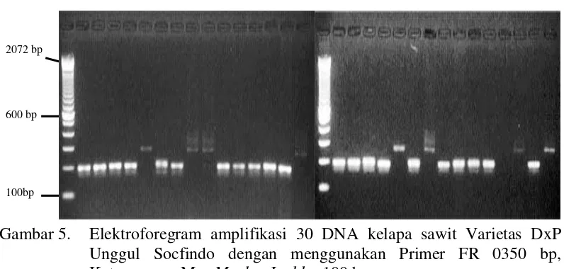 Gambar 6. Elektroforegram amplifikasi 30 DNA kelapa sawit Varietas DxP   