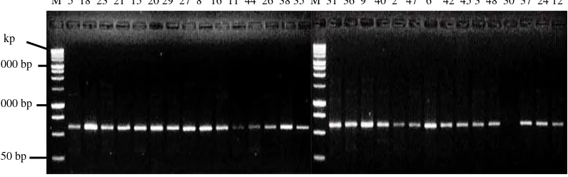 Gambar 7. Elektroforegram amplifikasi 30 DNA kelapa sawit Varietas DxP Unggul Socfindo dengan menggunakan Primer OPC-12, Keterangan : M = Marker Ladder 1 kb