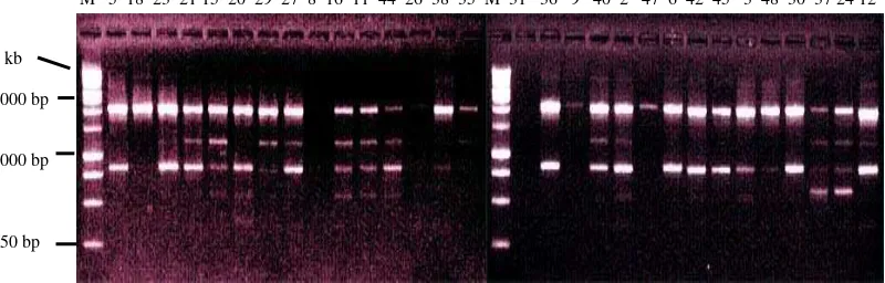 Gambar 9. Elektroforegram amplifikasi 30 DNA kelapa sawit Varietas DxP 