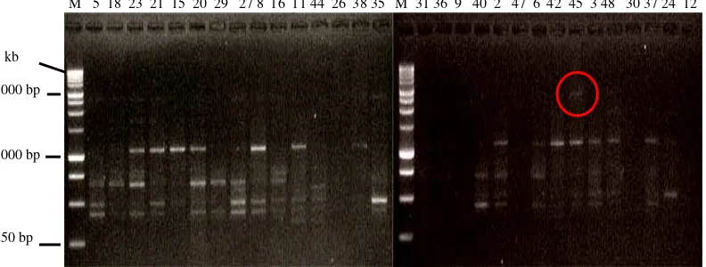 Gambar 11. Elektroforegram amplifikasi 30 DNA kelapa sawit Varietas DxP Unggul Socfindo dengan menggunakan Primer OPD-16,              Keterangan : M = Marker Ladder 1 kb 
