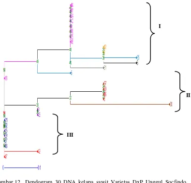 Gambar 12. Dendogram 30 DNA kelapa sawit Varietas DxP Unggul Socfindo yang dianalisis berdasarkan matrix dissimilarity simple matching berdasarkan marka SSR 