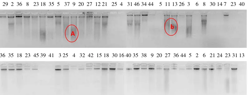 Gambar 1. Profil uji  kualitas DNA kelapa sawit dengan menggunakan agarose  Keterangan : A dan B Menunjukkan adanya smear  