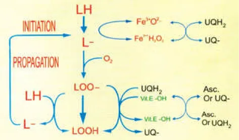 Gambar 3. Skema tahapan dalam proses oksidasi lipid