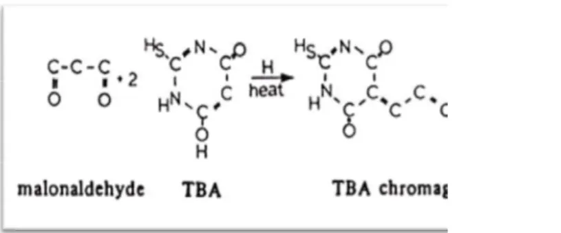 Gambar 5. Reaksi pembentukan kompleks MDA-TBA