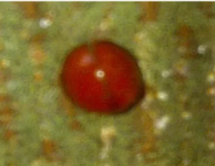 Gambar 2. Imago  Chilocorus sp  (Figure 2.  Imago  Chilocorus sp) 