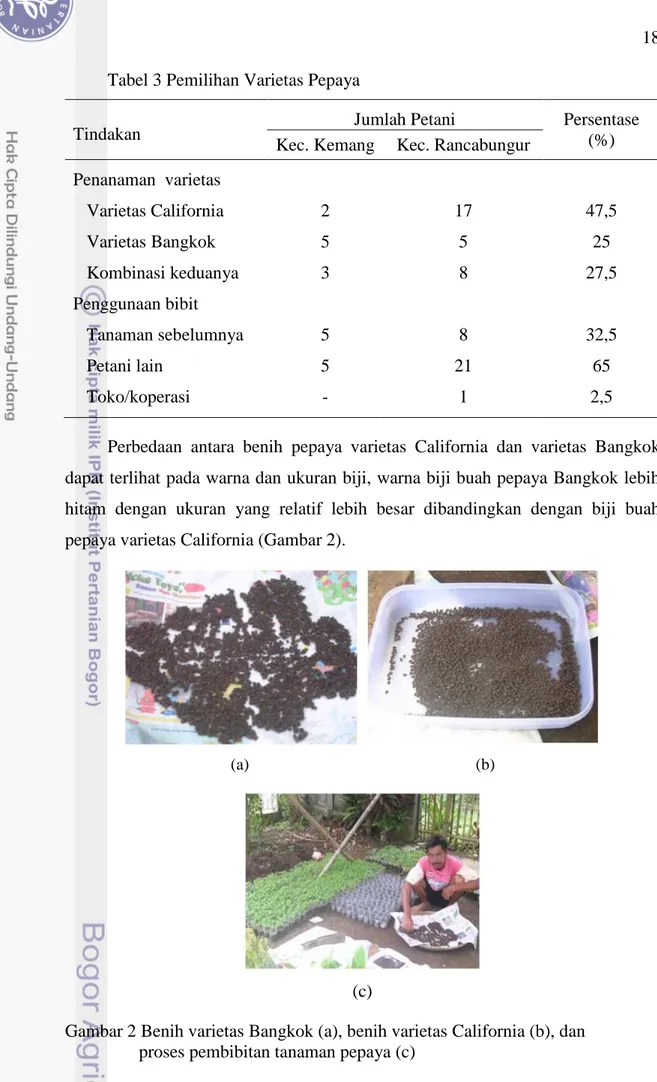 Gambar 2 Benih varietas Bangkok (a), benih varietas California (b), dan         proses pembibitan tanaman pepaya (c) 