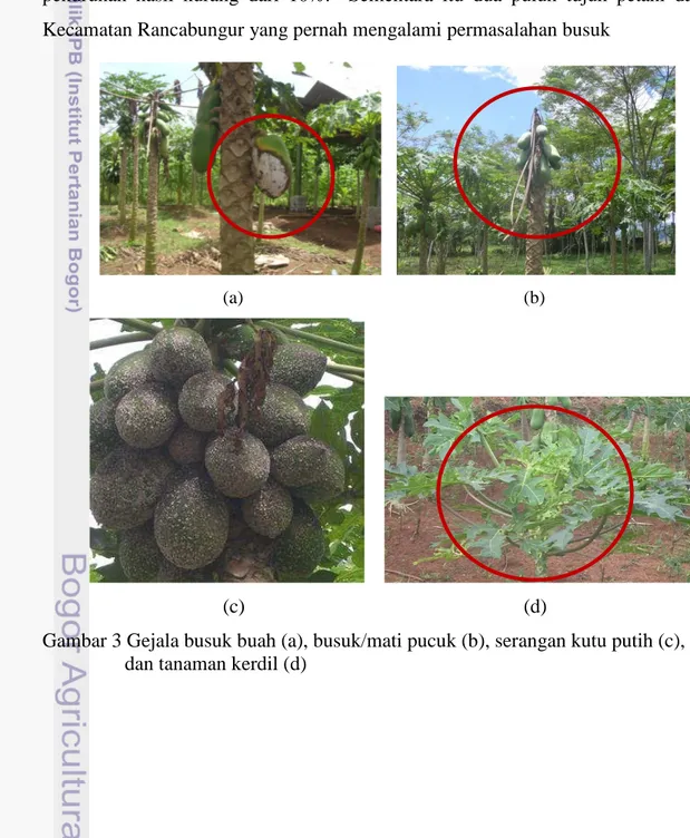 Gambar 3 Gejala busuk buah (a), busuk/mati pucuk (b), serangan kutu putih (c),                dan tanaman kerdil (d) 