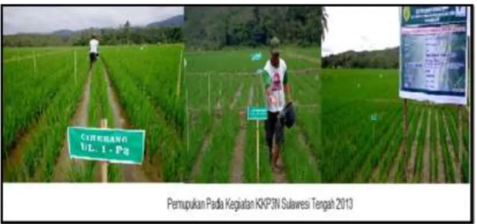Gambar 1. Pemupukan pada kegiatan KKP3N di Sulawesi Tengah 