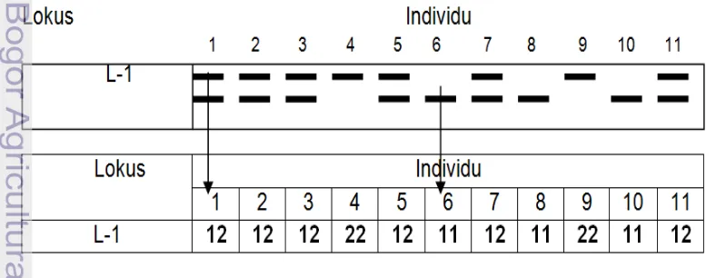 Gambar 4  Cara scoring DNA mikrosatelit 