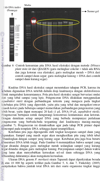 Gambar 6  Contoh kemurnian pita DNA hasil ekstraksi dengan metode DNeasy 