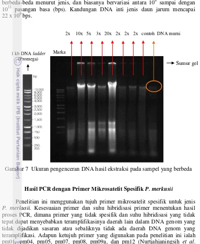 Gambar 7  Ukuran pengenceran DNA hasil ekstraksi pada sampel yang berbeda 