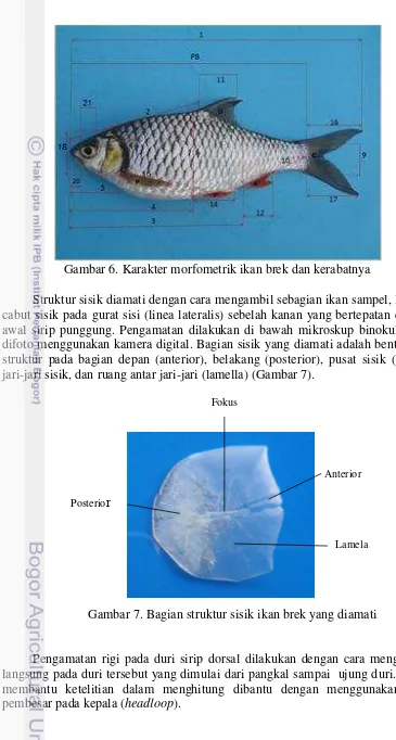 Gambar 7. Bagian struktur sisik ikan brek yang diamati 