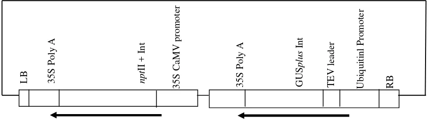 Gambar 1.  Skema  T-DNA vektor transformasi pPTN345 yang  membawa kaset gen nptII + Int dan kaset GUSplus-Int