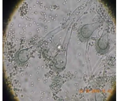 Figure 2. Morphology of Cells Seen Under a Microscope 