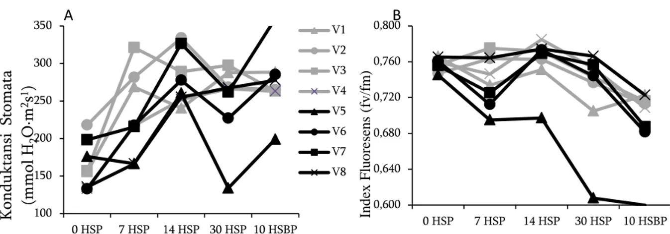 Gambar 1. Nilai konduktansi stomata (A) dan fv/fm (B) empat varietas tebu pada penggenangan 0 HSP, 7 HSP, 14 HSP,  30 HSP dan 10 HSBP (9 MST-13 MST)
