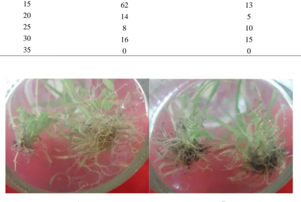 Gambar 6. Pertumbuhan akar  tunas mutan toleran NaCLl(A) akar  varietas PS862 (B) akar  varietas PSJT941  Figure 6