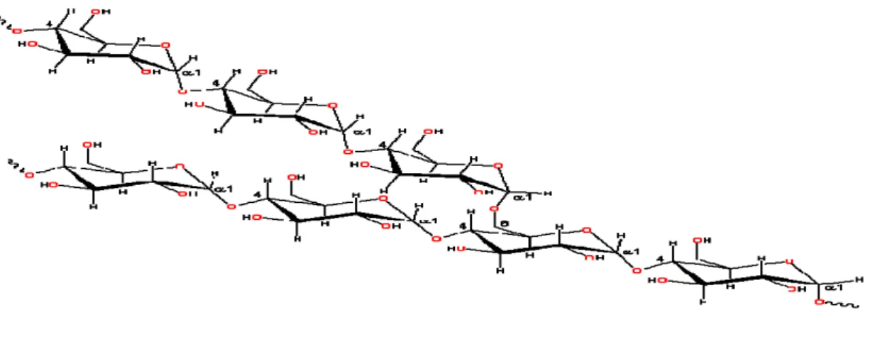 Gambar 2.4.2. Struktur amilopektin  [11]