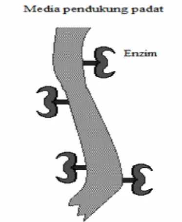 Gambar 2.2.1.1. Amobilisasi enzim dengan teknik carrier-binding  [6]