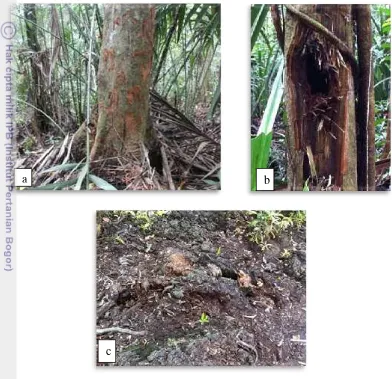 Gambar 7 Jejak beruang madu; a. cakaran di batang pohon; b. koyakan di batang 
