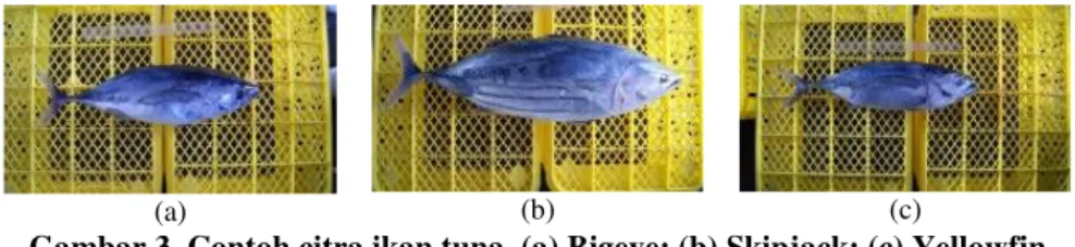 Gambar 3. Contoh citra ikan tuna. (a) Bigeye; (b) Skipjack; (c) Yellowfin 