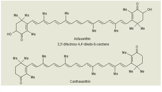 Gambar 4.1  Struktur astaxanthin dan cantaxantin 
