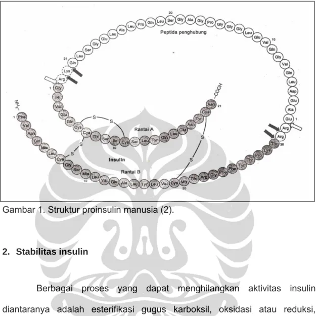 Gambar 1. Struktur proinsulin manusia (2). 