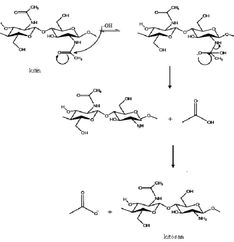 Gambar 2. Mekanisme reaksi deasetilasi kitin (Champagne, 2002) 