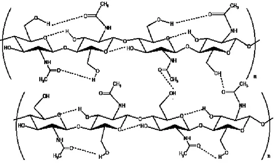 Gambar 5. Ikatan hidrogen intramolekuler dan intermolekuler kitosan         (Champagne, 2002) 