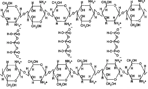Gambar 1. Bentuk crosslink ionik dalam derivat kitosan-TPP ( Mi et al., 1999b)  METODE PENELITIAN 