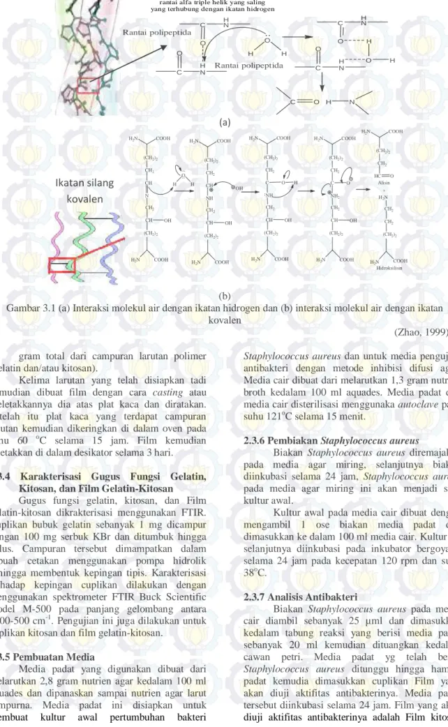 Gambar 3.1 (a) Interaksi molekul air dengan ikatan hidrogen dan (b) interaksi molekul air dengan ikatan  kovalen 