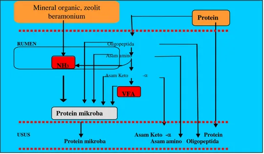 Gambar 1.  Proses degradasi protein dalam rumen (Sutardi, 1977) 