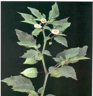 Gambar 1. Ciplukan (Physalis angulata) 