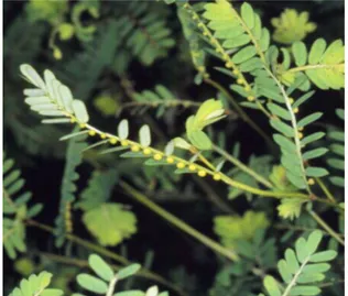 Gambar 2. Meniran (Phyllanthus niruri)