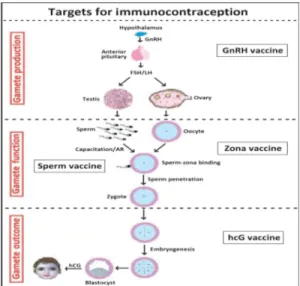 Gambar 1. Target kontrasepsi vaksin. 9